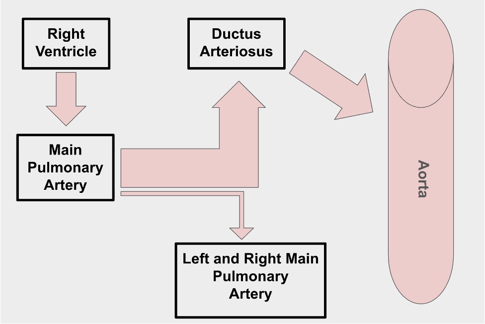 Normal fetal blood flow