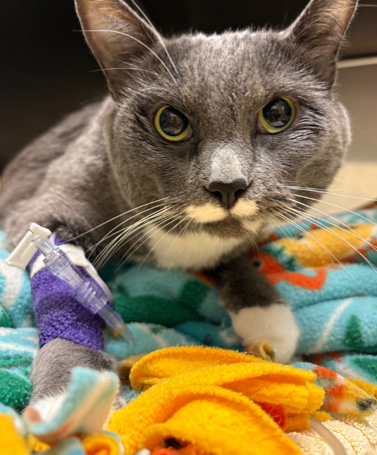 Patient recovering